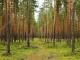 Кіровоградщина: Громади закликають передавати малопродуктивні землі державним лісгоспам