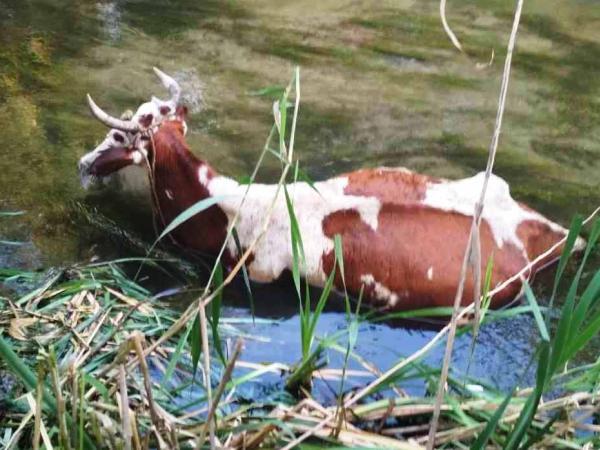 Новина Кропивницькі рятувальники витягли з Інгулу корову, яка вирішила охолодитися у річці Ранкове місто. Кропивницький