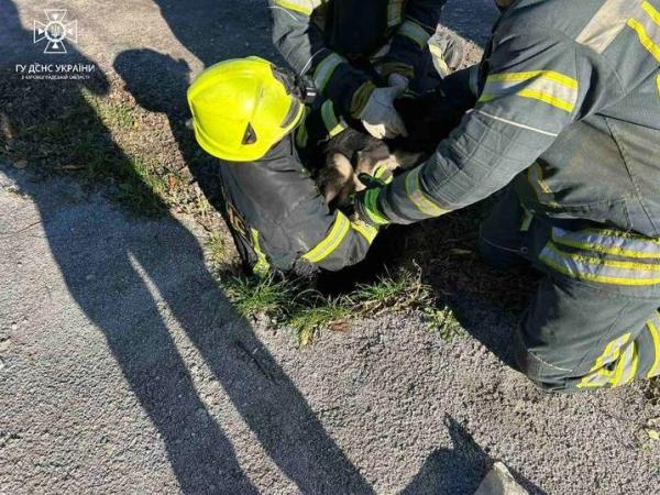 Новина М. Олександрія: рятувальники дістали собаку з каналізаційного люку Ранкове місто. Кропивницький