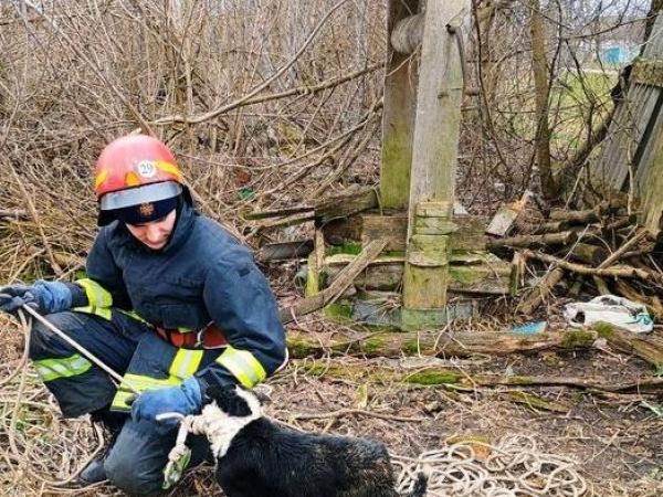 Новина Кропивницький район: рятувальники дістали собаку з колодязя Ранкове місто. Кропивницький