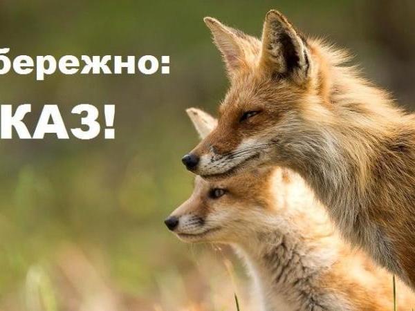 Новина В Україні продовжують реєструвати випадки сказу у диких і домашніх тварин. Ранкове місто. Кропивницький